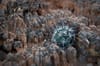 A young cactus growing among rugged, eroded soil in Canyonlands National Park, showcasing desert resilience and harsh terrain.